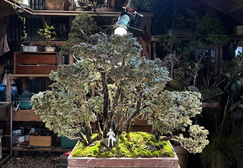 10여 년 전 유수형 교수가 스승의 나무로 만든 분재. 영화에서 특별한 장면을 만들어냈다. ⓒ유수형